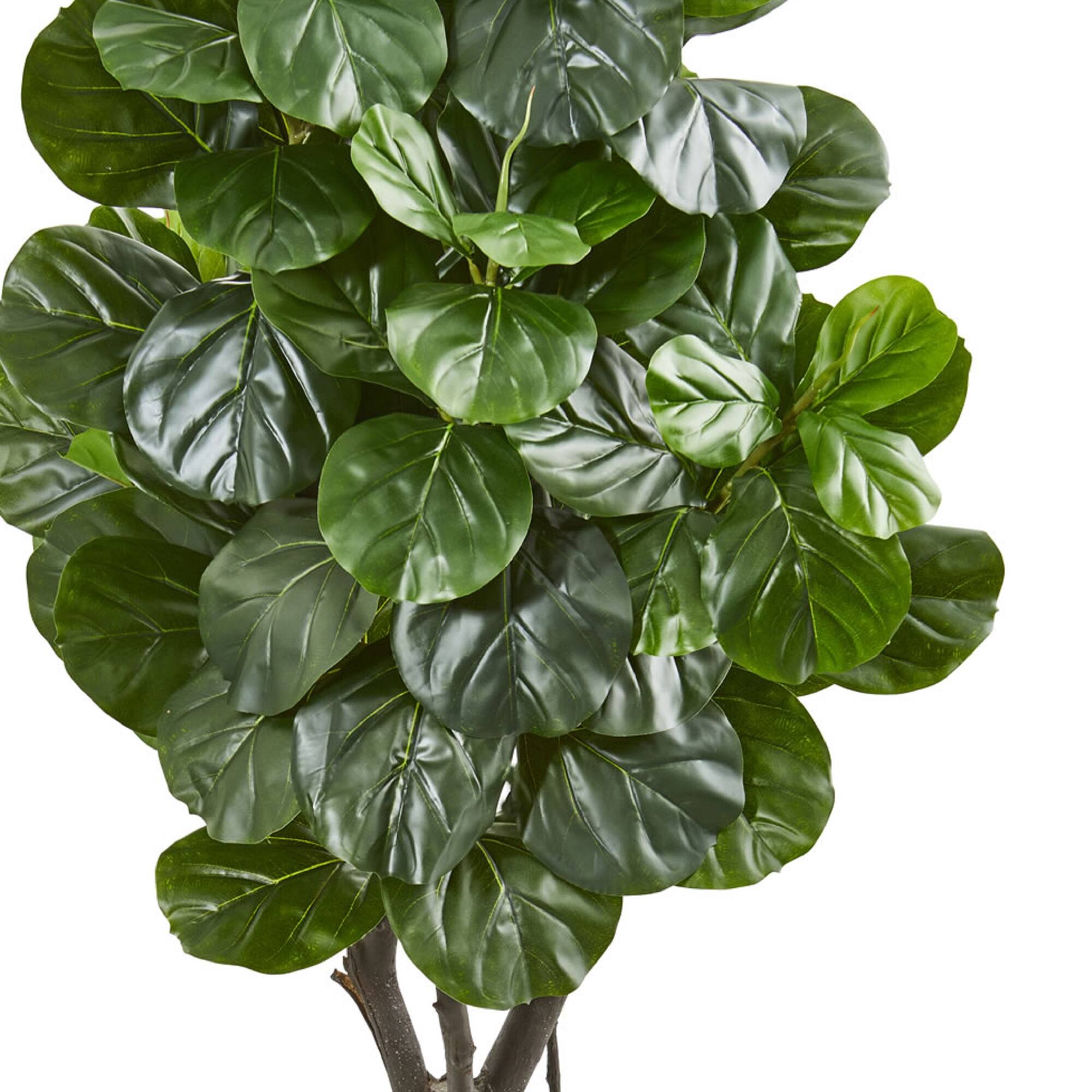 5.5ft. Fiddle Leaf Fig Tree in Sandstone Planter
